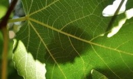 树叶最新爆料视频播放,精彩瞬间一网打尽